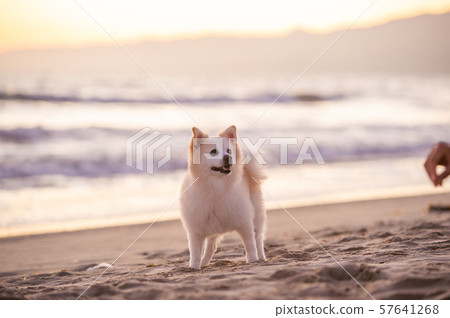 A dog looking at Santa Monica beach 57641268