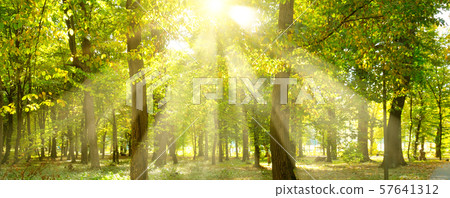 Picturesque autumn forest on a bright sunny day. Picturesque autumn forest on a bright sunny day. 57641312