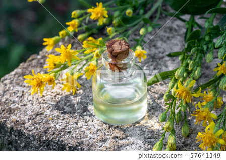 Essential oil with blooming European goldenrod Essential oil with blooming European goldenrod 57641349