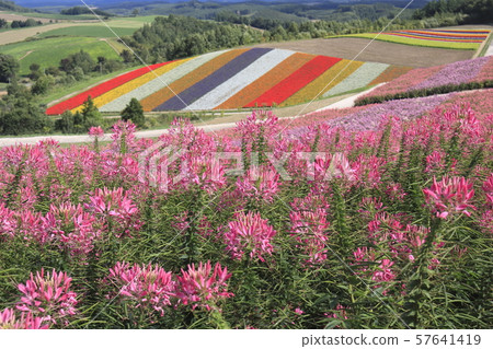 Shikisai-no-oka, Kamikawa-gun, Hokkaido 57641419