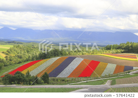 Shikisai-no-oka, Kamikawa-gun, Hokkaido Shikisai-no-oka, Kamikawa-gun, Hokkaido 57641422