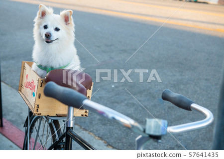 A white dog on a bicycle carrier 57641435