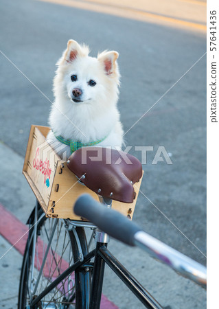 A dog on a bicycle carrier 57641436