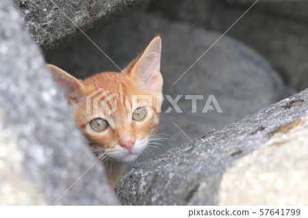 A tea tiger kitten that only looks out from between the tetrapots at the fishing port 57641799