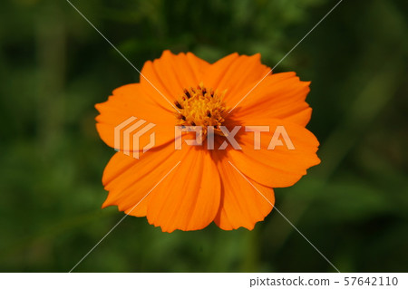 Cosmos sulphureus Cosmos sulphureus 57642110