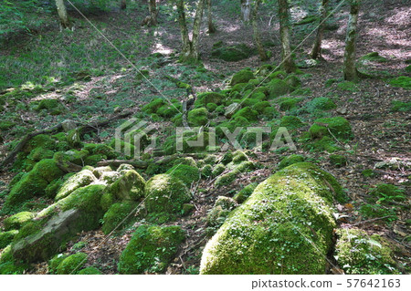  《鳥取縣》蘆津谷 57642163