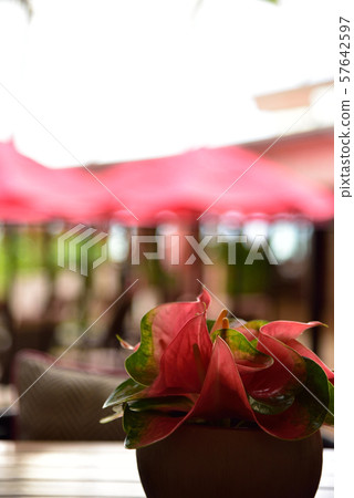 夏威夷 瓦胡島 檀香山 57642597