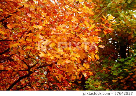 Autumn leaves, lilies of autumn leaves 57642837