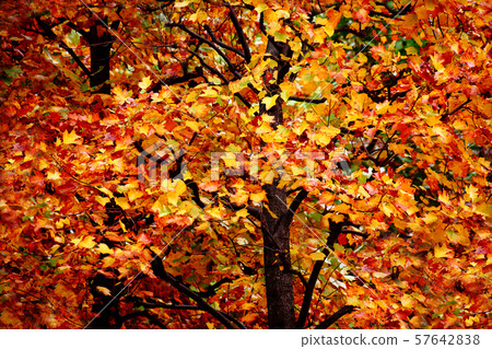 Autumn leaves, lilies of autumn leaves Autumn leaves, lilies of autumn leaves 57642838