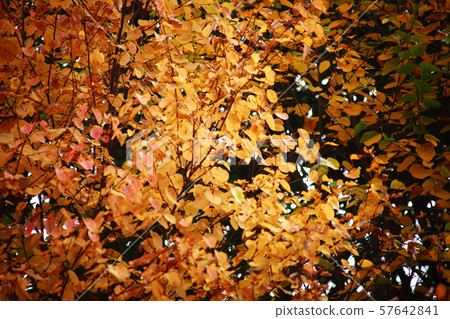 秋葉深深秋天 秋葉深深秋天 57642841