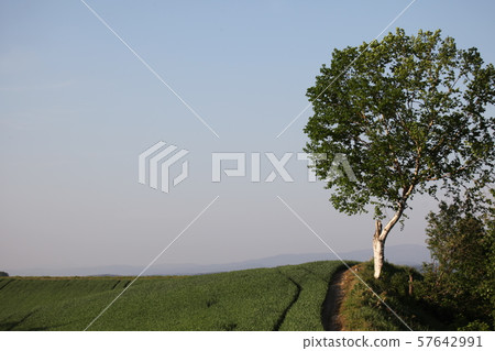 Shirakaba_Hokkaido scenery Shirakaba_Hokkaido scenery 57642991