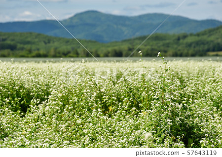 Soba field (Hokkanai, Hokkaido) 57643119
