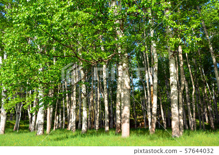 Chiruma forest Chiruma forest 57644032