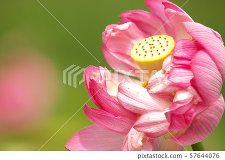 受到甜蜜氣味的邀請 57644076