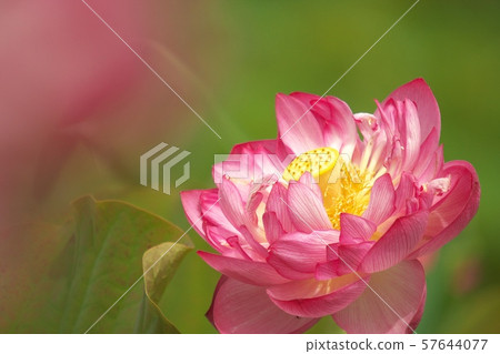 受到甜蜜氣味的邀請 57644077