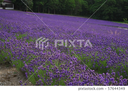 The scent of lavender 57644349