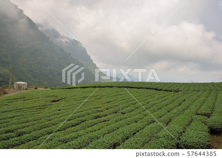 茶園景觀在阿里山高山上,台灣 茶園景觀在阿里山高山上,台灣 57644385