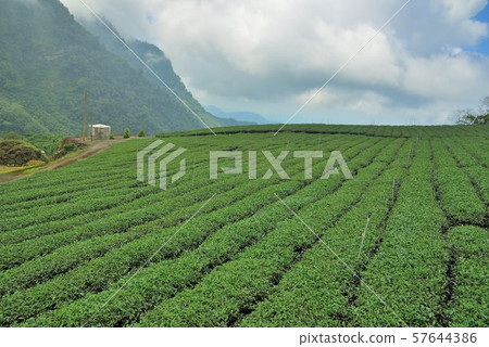 茶園景觀在阿里山高山上,台灣 茶園景觀在阿里山高山上,台灣 57644386