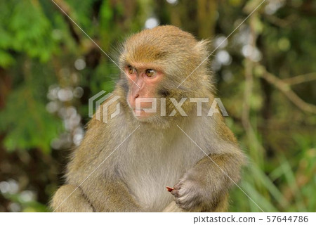 Taiwan Macaque (Tatagar) 57644786