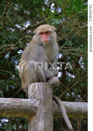 台灣獼猴 (塔塔加) 57644791
