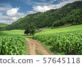 soil paths flanked by green growing corn field 57645118