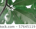 tropical foliage plant vintage color 57645119