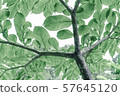 tropical foliage plant vintage color 57645120