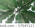 tropical foliage plant vintage color 57645121