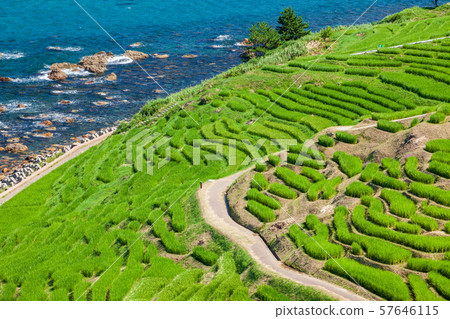 Terraced rice in Noto Peninsula 1000 rice field in white rice Terraced rice in Noto Peninsula 1000 rice field in white rice 57646115