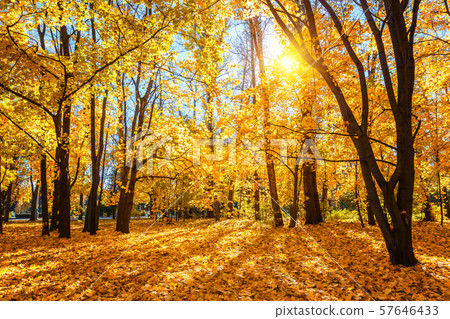 Sunny autumn in the park Sunny autumn in the park 57646433