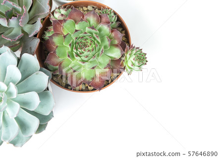 Mix types of Echeveria and Sempervivum Succulent Plant Pots Top View Arrangement Background Mix types of Echeveria and Sempervivum Succulent Plant Pots Top View Arrangement Background 57646890