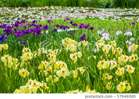Scenery of iris garden 57646980