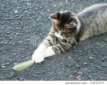 Stray cat, kitten, play 57647377