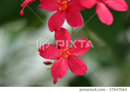 深粉紅色的Takekin櫻桃 57647664