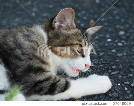 Stray cat, kitten, beautiful cat 57648069