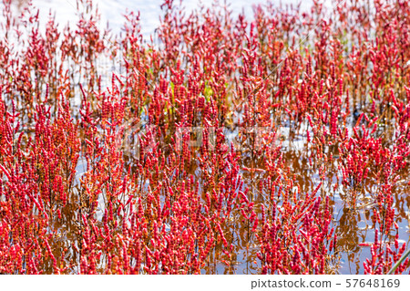 Notori湖的珊瑚草（在網走市Yusuhara） 57648169