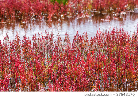 Coral grass of Lake Notori (in Abashiri-shi Yusuhara) 57648170