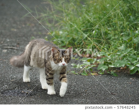 Stray cat, rain 57648245