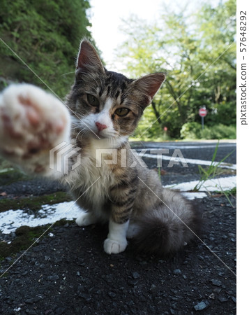 流浪貓，小貓，玩 57648292