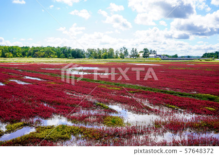 Coral grass of Lake Notori (in Abashiri-shi Yusuhara) 57648372