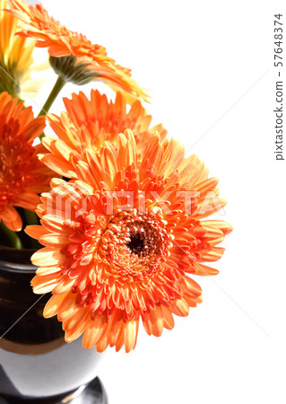 Gerbera 57648374