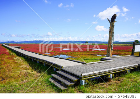 Coral grass of Lake Notori (in Abashiri-shi Yusuhara) 57648385