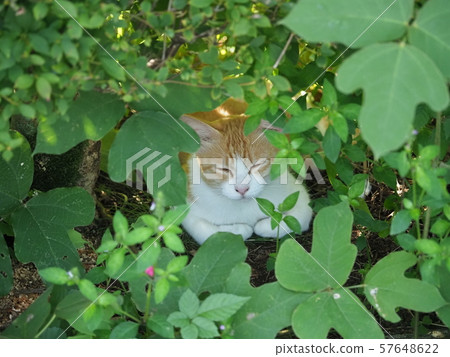 Stray cat, mother cat 57648622