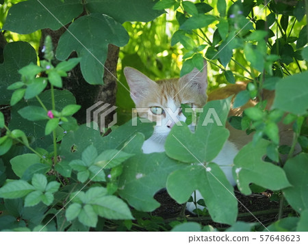 Stray cat, mother cat 57648623