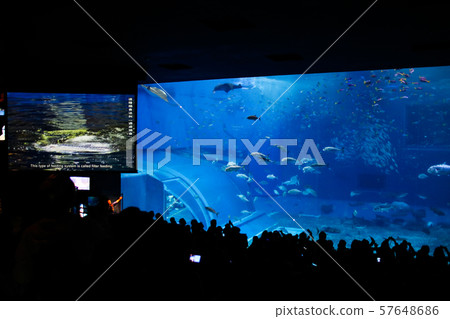 Okinawa Churaumi Aquarium Whale Shark Show 57648686