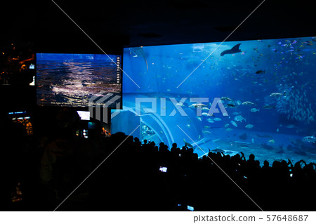 Okinawa Churaumi Aquarium Whale Shark Show Okinawa Churaumi Aquarium Whale Shark Show 57648687