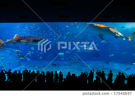Okinawa Churaumi Aquarium Whale Shark Show Okinawa Churaumi Aquarium Whale Shark Show 57648697