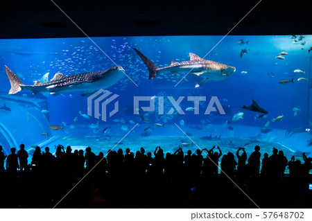 沖繩美麗海水族館鯨鯊的表演秀 沖繩美麗海水族館鯨鯊的表演秀 57648702