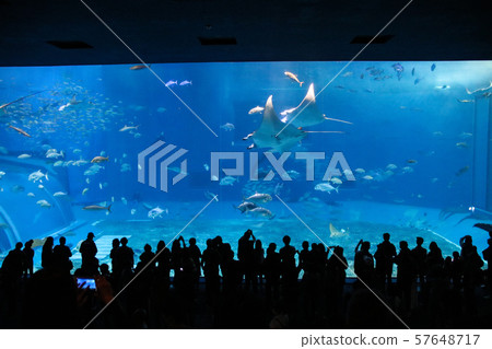 Okinawa Churaumi Aquarium Whale Shark Show Okinawa Churaumi Aquarium Whale Shark Show 57648717