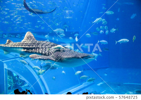 Okinawa Churaumi Aquarium Whale Shark Show Okinawa Churaumi Aquarium Whale Shark Show 57648725